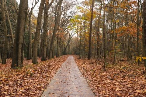 An idyllic view of a small path leading into an endless golden autumn forest. Stock-Fotos