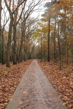 An idyllic view of a small path leading into an endless golden autumn forest. Stock Photos