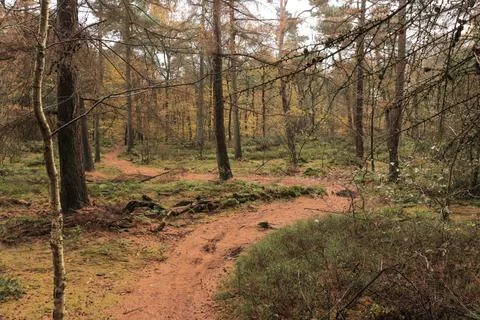 An idyllic view of a small path leading into an endless golden autumn forest. Stock Photos