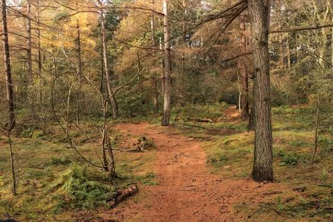 An idyllic view of a small path leading into an endless golden autumn forest. Stock Photos