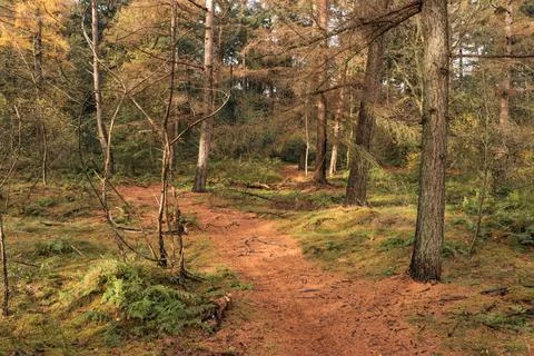 An idyllic view of a small path leading into an endless golden autumn forest. Stock Photos
