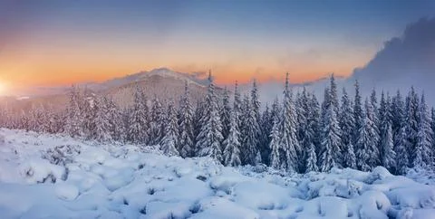 Idyllic view of spruces covered in snow. Frosty day, exotic wintry scene. Stock Photos