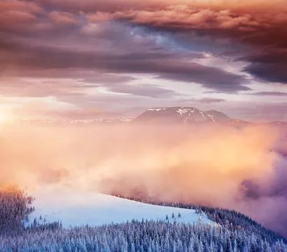 Idyllic view of spruces covered in snow. Frosty day, exotic wintry scene. Stock Photos