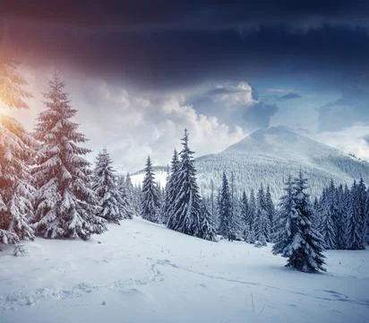 Idyllic view of spruces covered in snow. Frosty day, exotic wintry scene. Stock Photos