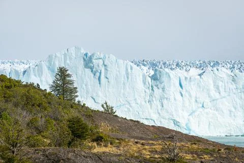 Idyllic view of tree and Perito Moreno Glacier, Patagonia, Argentina Stock Photos