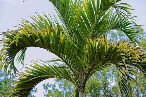 Idyllic view of a tropical landscape with an array of lush palm trees against a Stock Photos