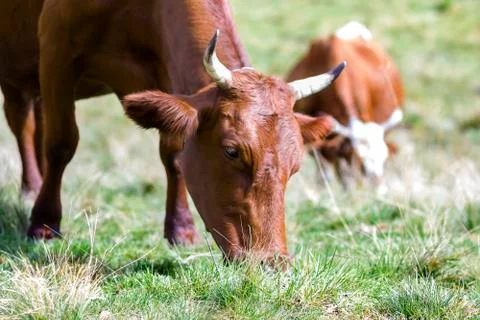 Idyllic view of two brown cows grazing in green pasture field fresh grass on  Stock Photos