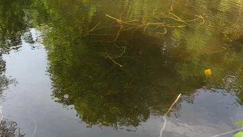 Idyllic Water with Shimmering Tree Reflections in Amsterdam Forest, Netherlands 스톡 동영상 343015181