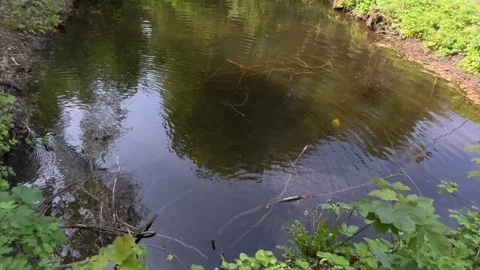 Idyllic Water with Shimmering Tree Reflections in Amsterdam Forest, Netherlands 스톡 동영상 343015208