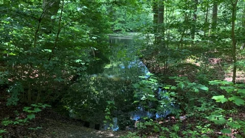 Idyllic Water with Shimmering Tree Reflections in Amsterdam Forest, Netherlands Video stock 343015232