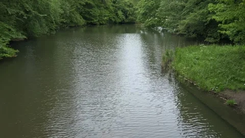Idyllic Water with Shimmering Tree Reflections in Amsterdam Forest, Netherlands Stock Footage 343015301