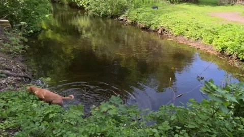 Idyllic Water with Shimmering Tree Reflections in Amsterdam Forest, Netherlands 스톡 동영상 343015327