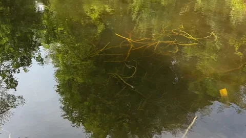 Idyllic Water with Shimmering Tree Reflections in Amsterdam Forest, Netherlands Stock-Footage 343015351