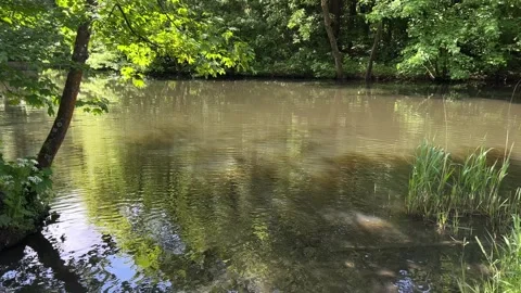 Idyllic Water with Shimmering Tree Reflections in Amsterdam Forest, Netherlands Stockbeeldmateriaal 343015384