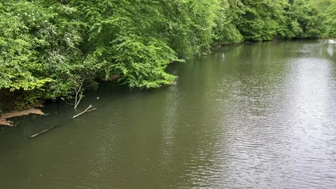 Idyllic Water with Shimmering Tree Reflections in Amsterdam Forest, Netherlands Stock-Footage 343016041