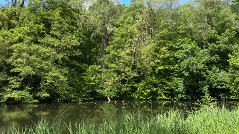 Idyllic Water with Shimmering Tree Reflections in Amsterdam Forest, Netherlands Stock-Footage 343016417