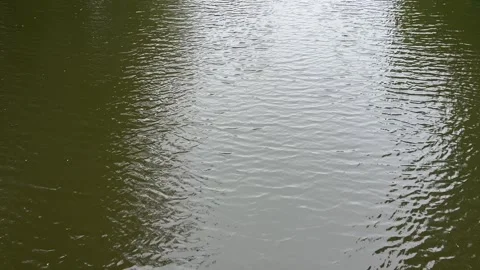 Idyllic Water with Shimmering Tree Reflections in Amsterdam Forest, Netherlands Video stock 343016603