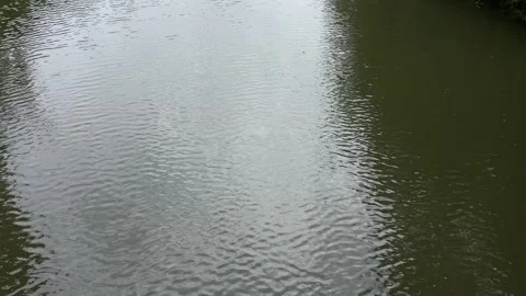 Idyllic Water with Shimmering Tree Reflections in Amsterdam Forest, Netherlands Video stock 343020272
