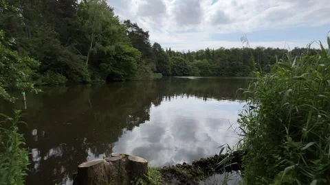 Idyllic Water with Shimmering Tree Reflections in Amsterdam Forest, Netherlands Stock Footage 343020511