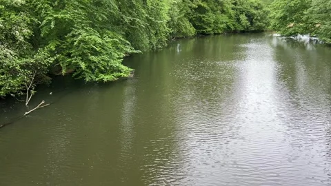 Idyllic Water with Shimmering Tree Reflections in Amsterdam Forest, Netherlands Stock-Footage 343021057