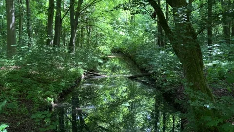 Idyllic Water with Shimmering Tree Reflections in Amsterdam Forest, Netherlands Stock-Footage 343021258