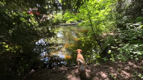 Idyllic Water with Shimmering Tree Reflections in Amsterdam Forest, Netherlands Stock-Footage 343023306