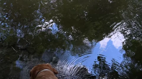 Idyllic Water with Shimmering Tree Reflections in Amsterdam Forest, Netherlands Video stock 343023553