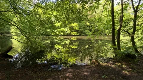 Idyllic Water with Shimmering Tree Reflections in Amsterdam Forest, Netherlands Stock-Footage 343024204