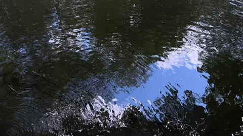 Idyllic Water with Shimmering Tree Reflections in Amsterdam Forest, Netherlands Видео 343024455