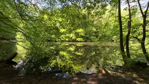 Idyllic Water with Shimmering Tree Reflections in Amsterdam Forest, Netherlands Stock-Footage 343025129