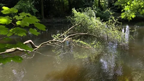 Idyllic Water with Shimmering Tree Reflections in Amsterdam Forest, Netherlands Stock-Footage 343025377