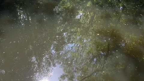 Idyllic Water with Shimmering Tree Reflections in Amsterdam Forest, Netherlands Stock-Footage 343025722