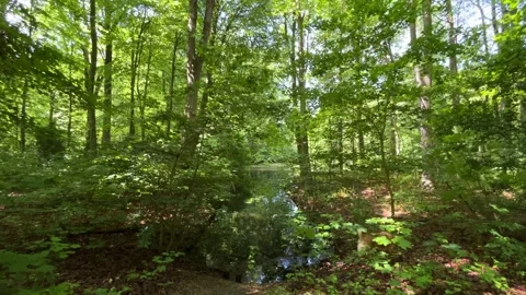 Idyllic Water with Shimmering Tree Reflections in Amsterdam Forest, Netherlands Video stock 343026082