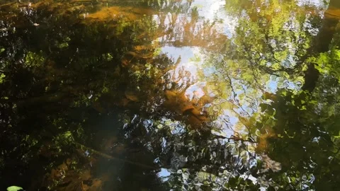 Idyllic Water with Shimmering Tree Reflections in Amsterdam Forest, Netherlands Stock Footage 343026103