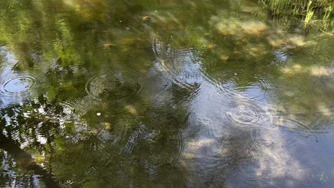 Idyllic Water with Shimmering Tree Reflections in Amsterdam Forest, Netherlands Video stock 343026129