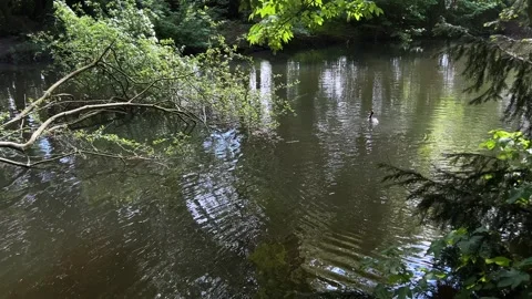 Idyllic Water with Shimmering Tree Reflections in Amsterdam Forest, Netherlands Stock-Footage 343027048