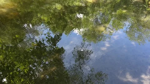 Idyllic Water with Shimmering Tree Reflections in Amsterdam Forest, Netherlands Video stock 343027110