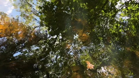 Idyllic Water with Shimmering Tree Reflections in Amsterdam Forest, Netherlands Video stock 343028085