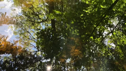 Idyllic Water with Shimmering Tree Reflections in Amsterdam Forest, Netherlands Video stock 343028229