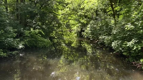 Idyllic Water with Shimmering Tree Reflections in Amsterdam Forest, Netherlands Stock-Footage 343028279