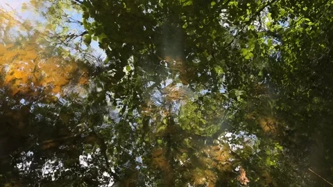 Idyllic Water with Shimmering Tree Reflections in Amsterdam Forest, Netherlands 스톡 동영상 343028459