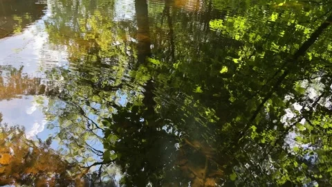 Idyllic Water with Shimmering Tree Reflections in Amsterdam Forest, Netherlands 動画素材 343028514