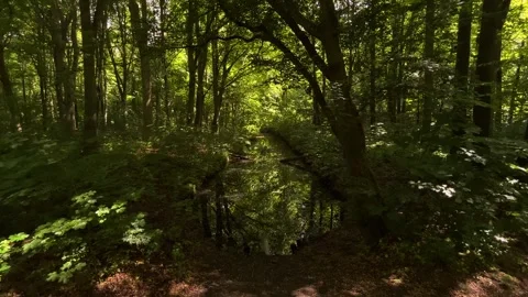 Idyllic Water with Shimmering Tree Reflections in Amsterdam Forest, Netherlands Stock-Footage 343028748