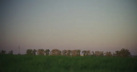 Idyllic Wheat Field Under Blue Sky Stock Footage 308126249