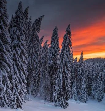 Idyllic Winter Landscape at Sunset Stock Photos