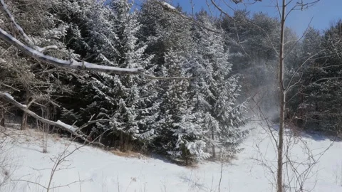 Idyllic Winter Landscape with Wind Blowing Down Snow From Evergreen Trees Stock Footage 170839770