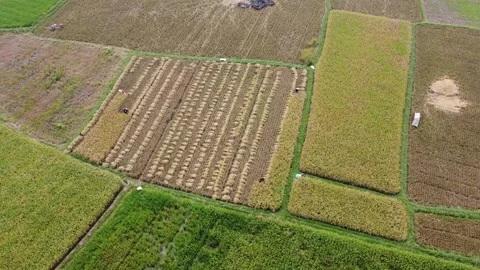 Iew of Rectangular Golden Rice Field Plot with Straight Harvest Rows Stock Footage 346693767