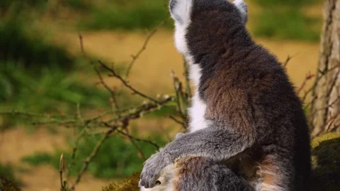Iew of a ring-tailed lemur Stock Footage 270865696