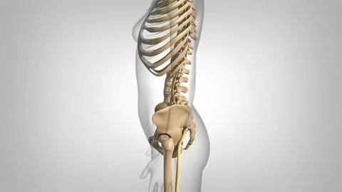 If compression occurs in the C5 nerve root between the C4 and C5 vertebrae, w Stock Illustration