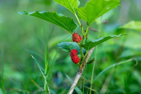 If grafted, the small tree bears fruit. Mulberries home garden deep purple,.. 스톡 사진